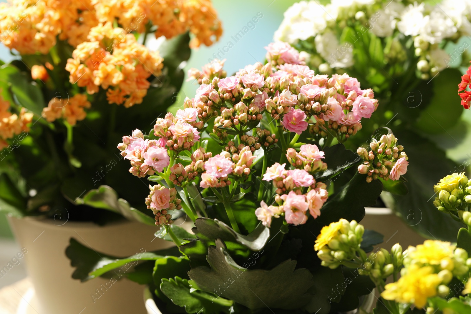 Photo of Different beautiful kalanchoe flowers in pots, closeup