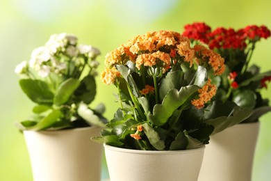 Photo of Different beautiful kalanchoe flowers in pots on blurred green background, closeup