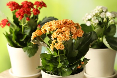 Photo of Different beautiful kalanchoe flowers in pots on table against blurred green background, closeup