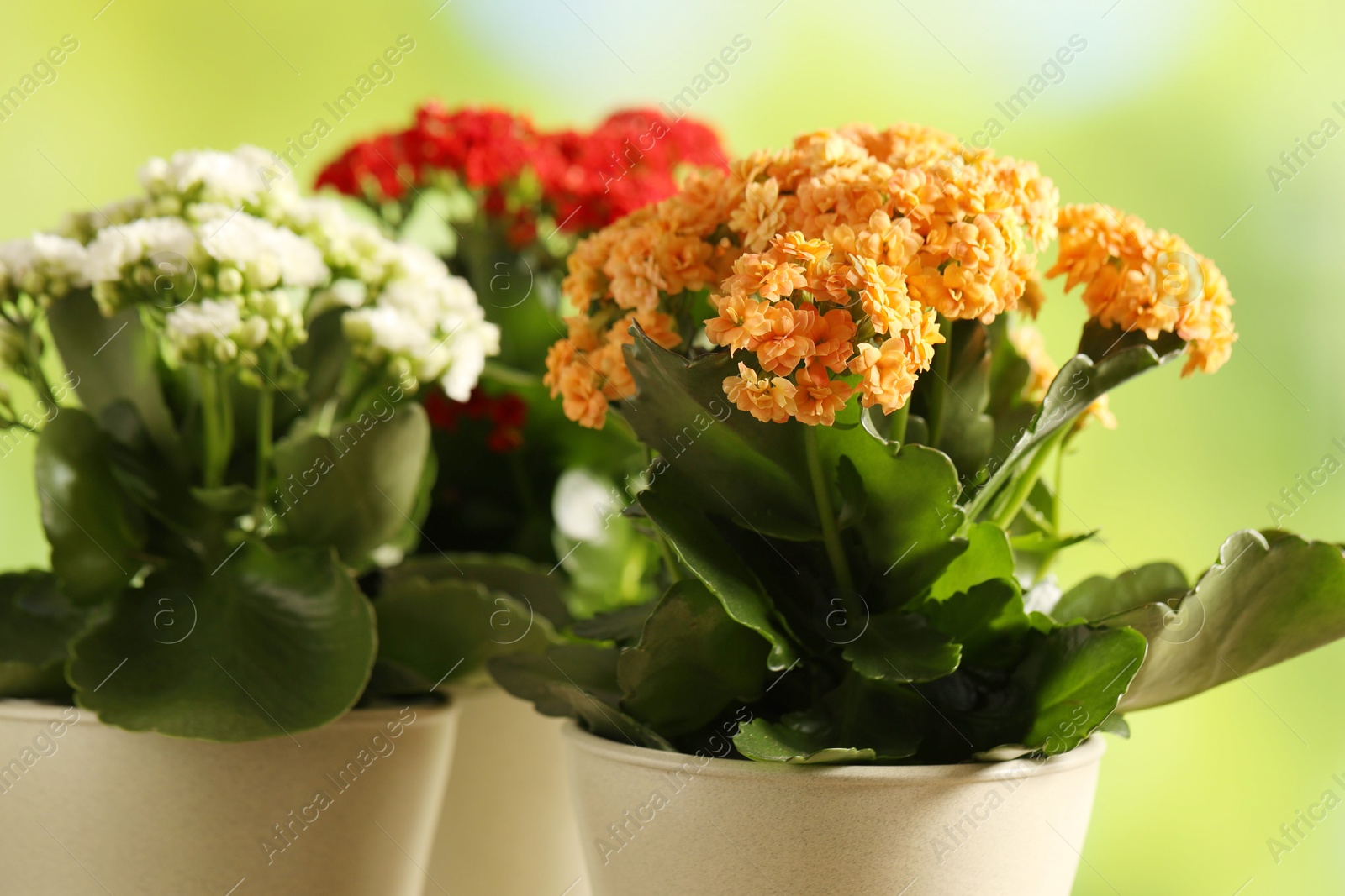 Photo of Different beautiful kalanchoe flowers in pots on blurred green background, closeup