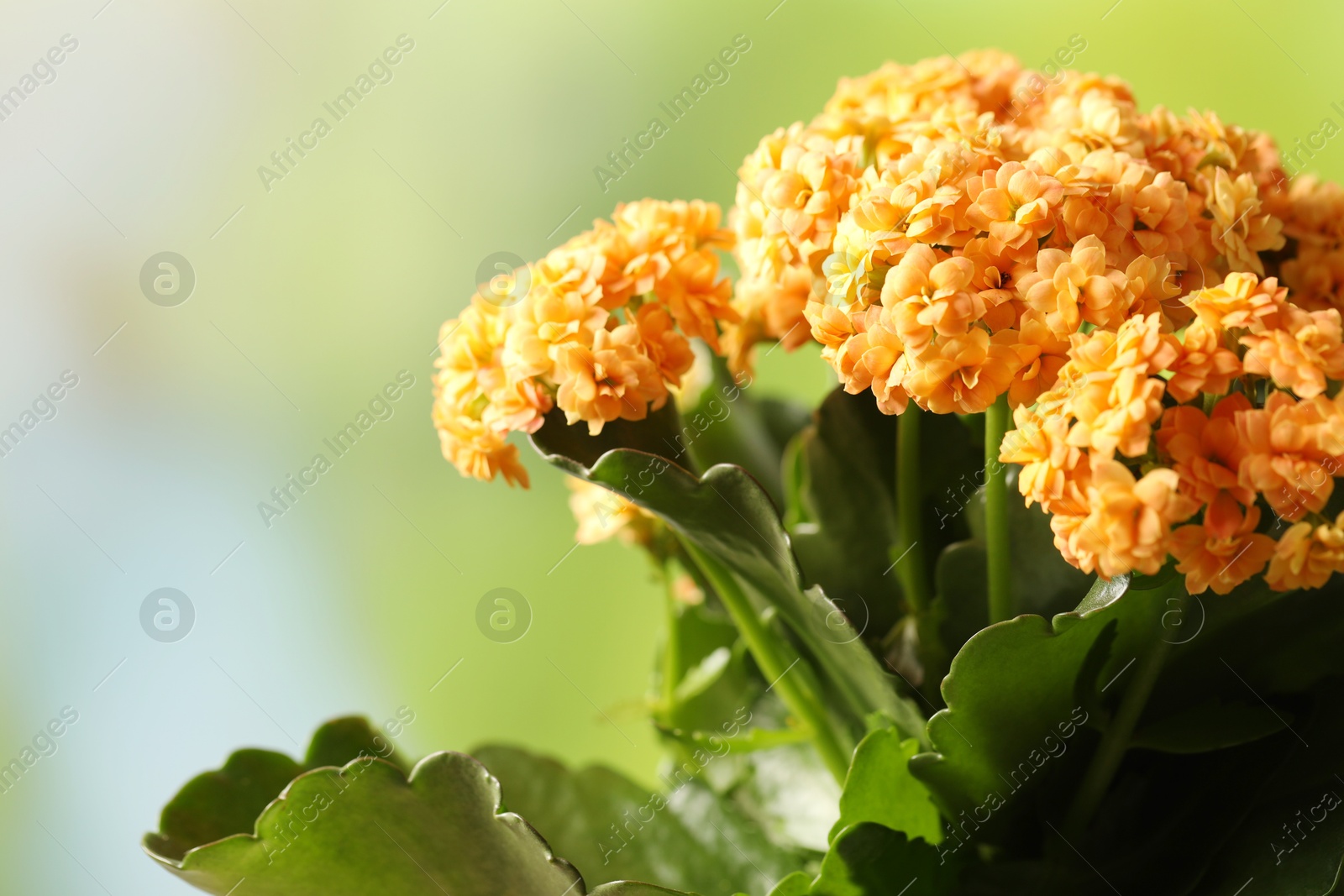 Photo of Beautiful orange kalanchoe flower on blurred green background, closeup