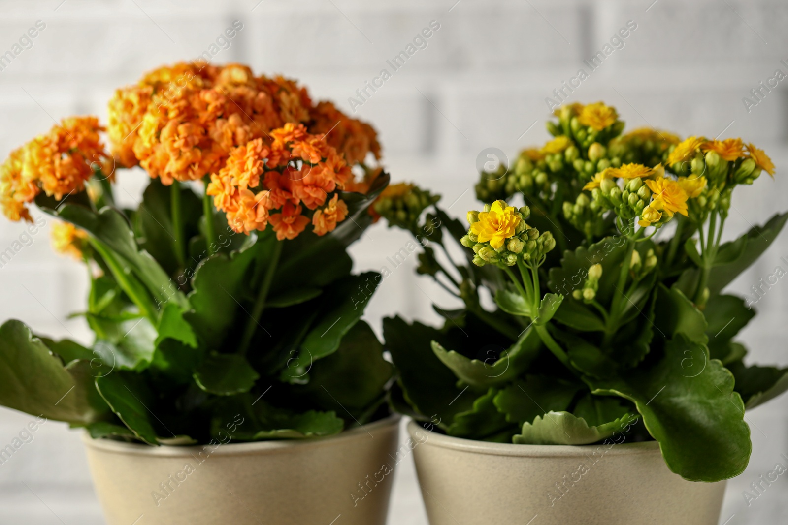 Photo of Different beautiful kalanchoe flowers in pots on light background, closeup