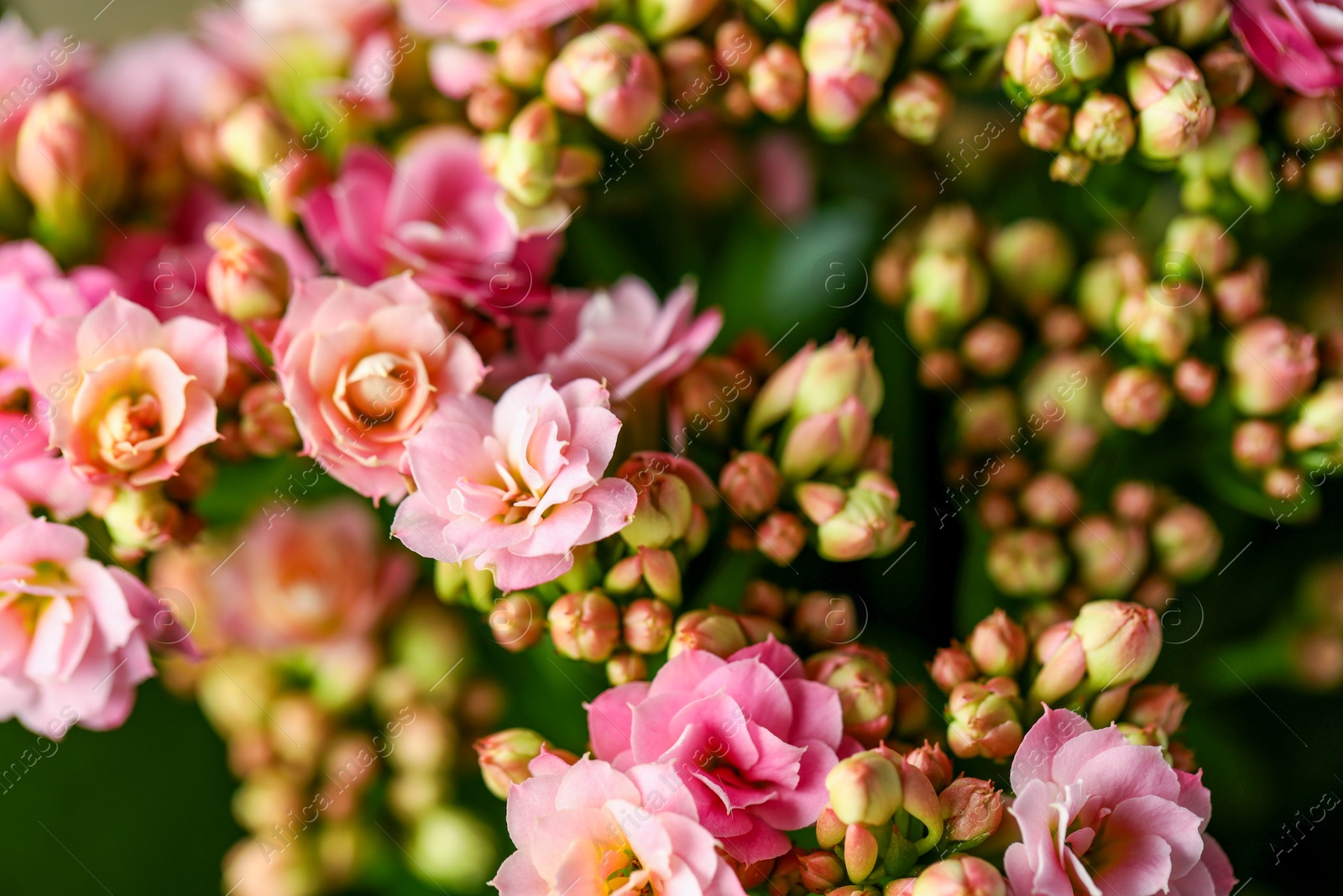 Photo of Beautiful pink kalanchoe flowers as background, closeup