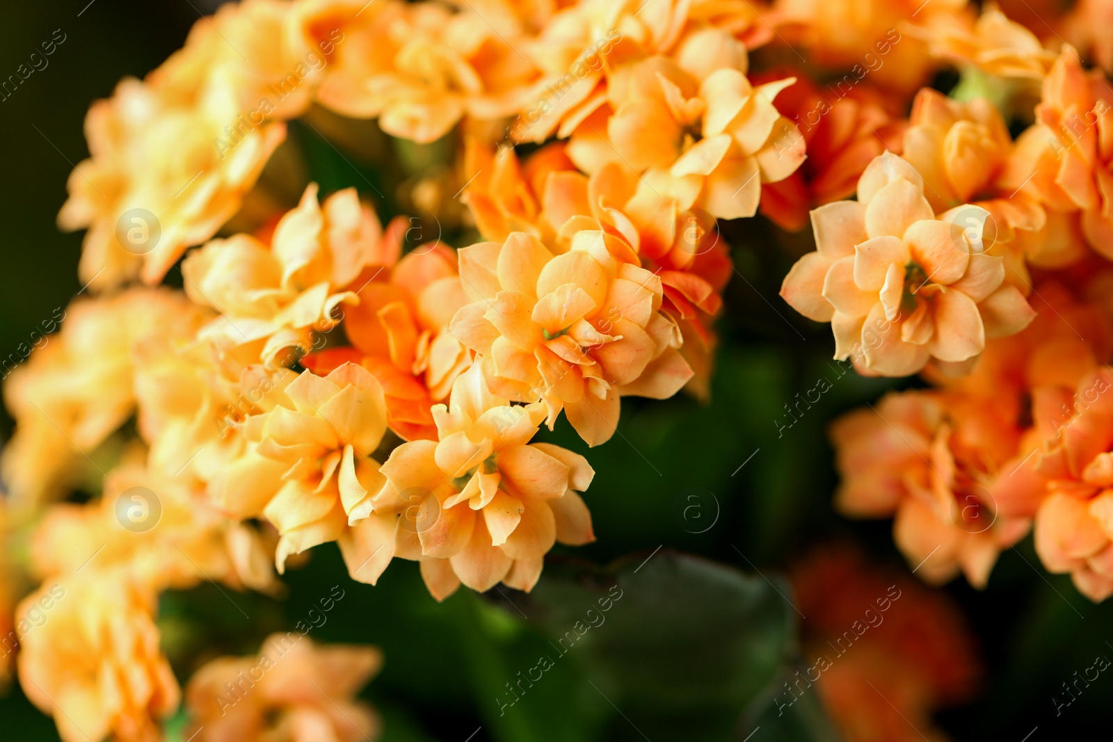 Photo of Beautiful orange kalanchoe flowers as background, closeup