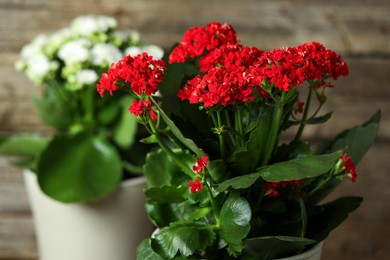 Photo of Different beautiful kalanchoe flowers on blurred background, closeup