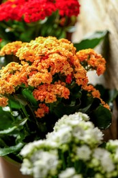 Photo of Different beautiful kalanchoe flowers in pots indoors, closeup