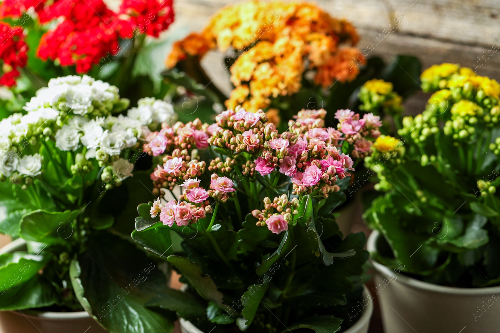 Photo of Different beautiful kalanchoe flowers in pots indoors, closeup