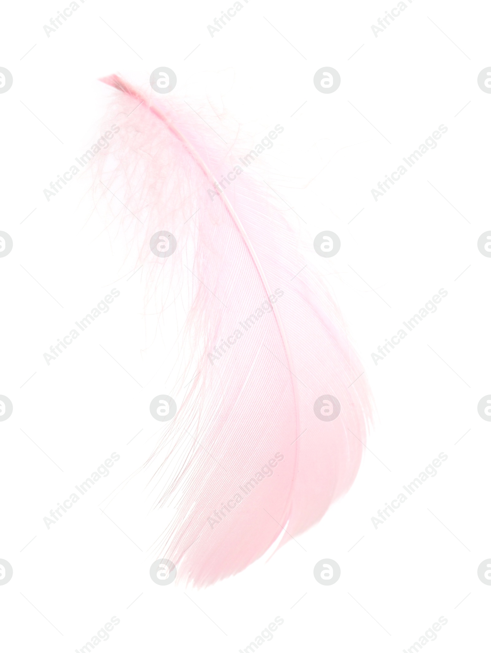 Photo of One fluffy pink feather isolated on white