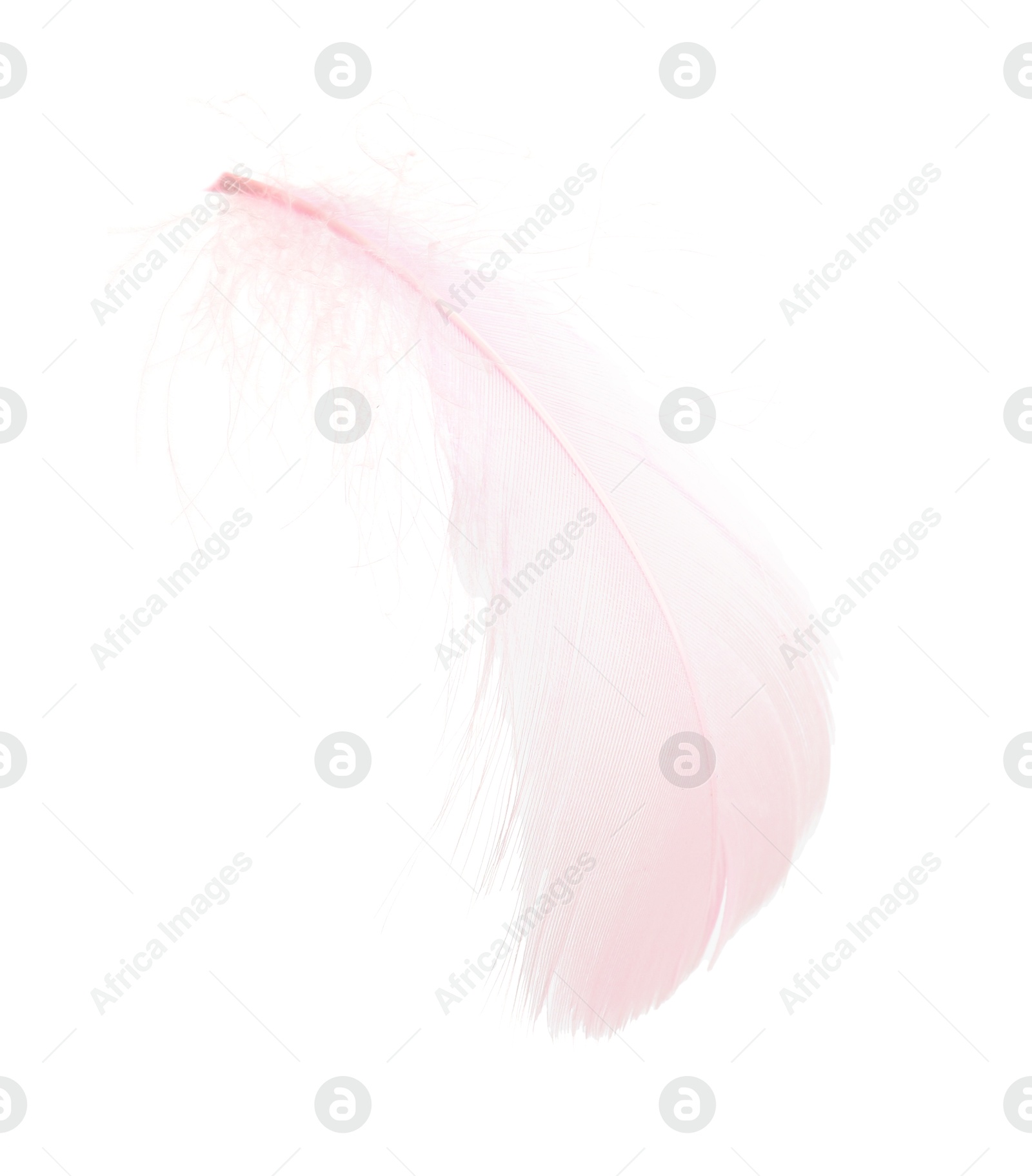 Photo of One fluffy pink feather isolated on white