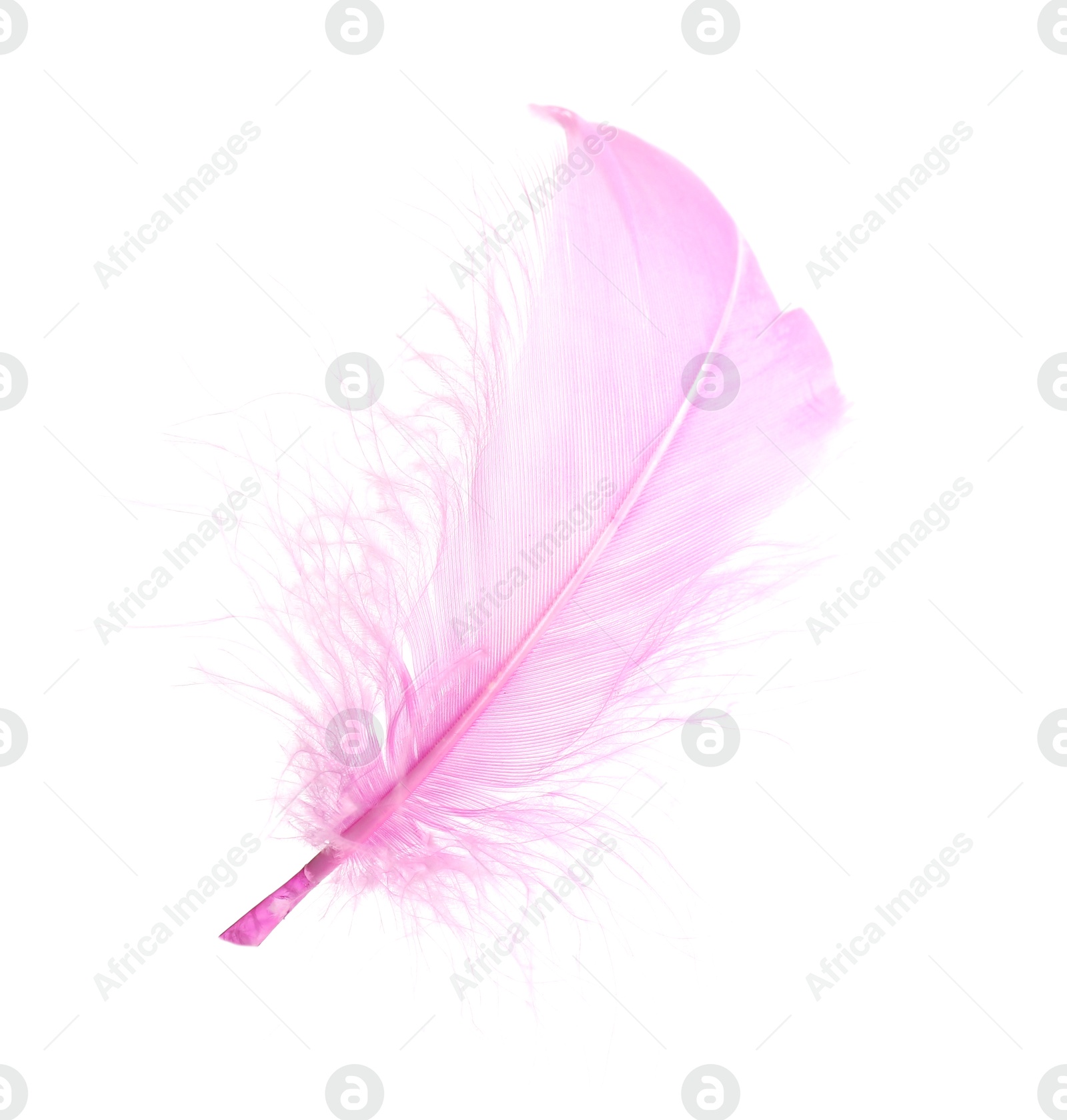 Photo of One fluffy pink feather isolated on white