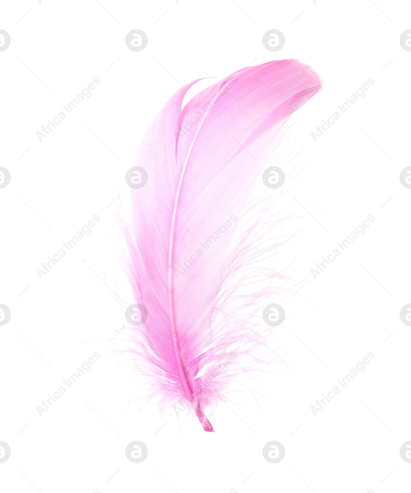 Photo of One fluffy pink feather isolated on white