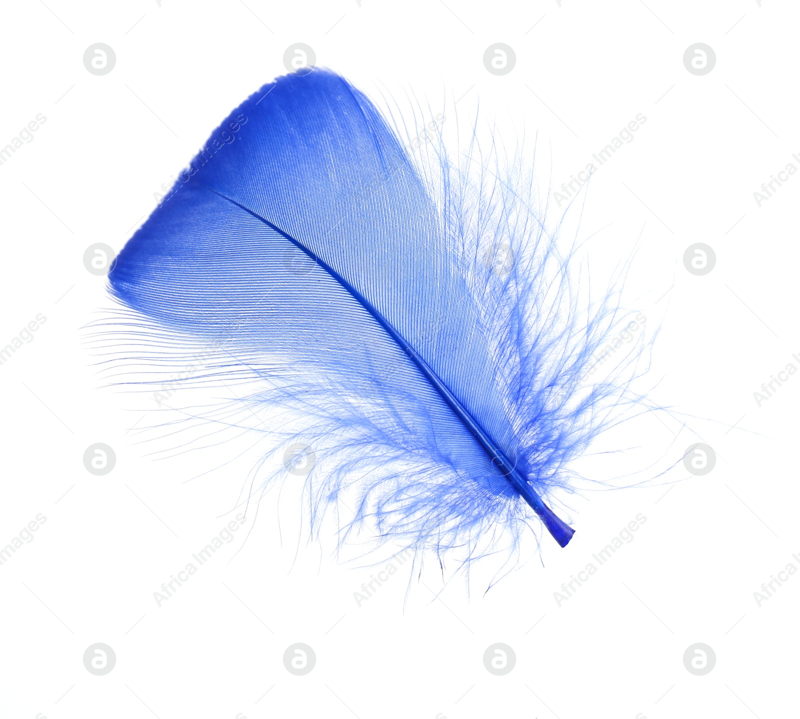 Photo of One fluffy blue feather isolated on white