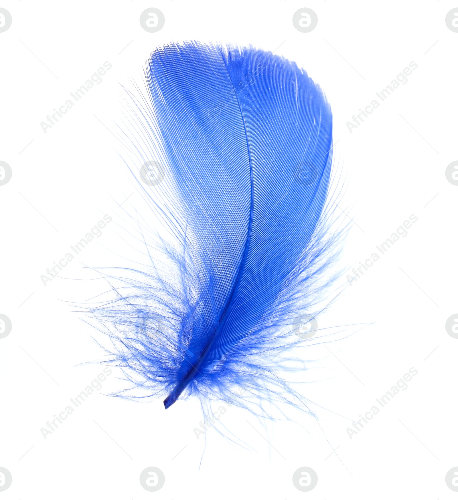 Photo of One fluffy blue feather isolated on white