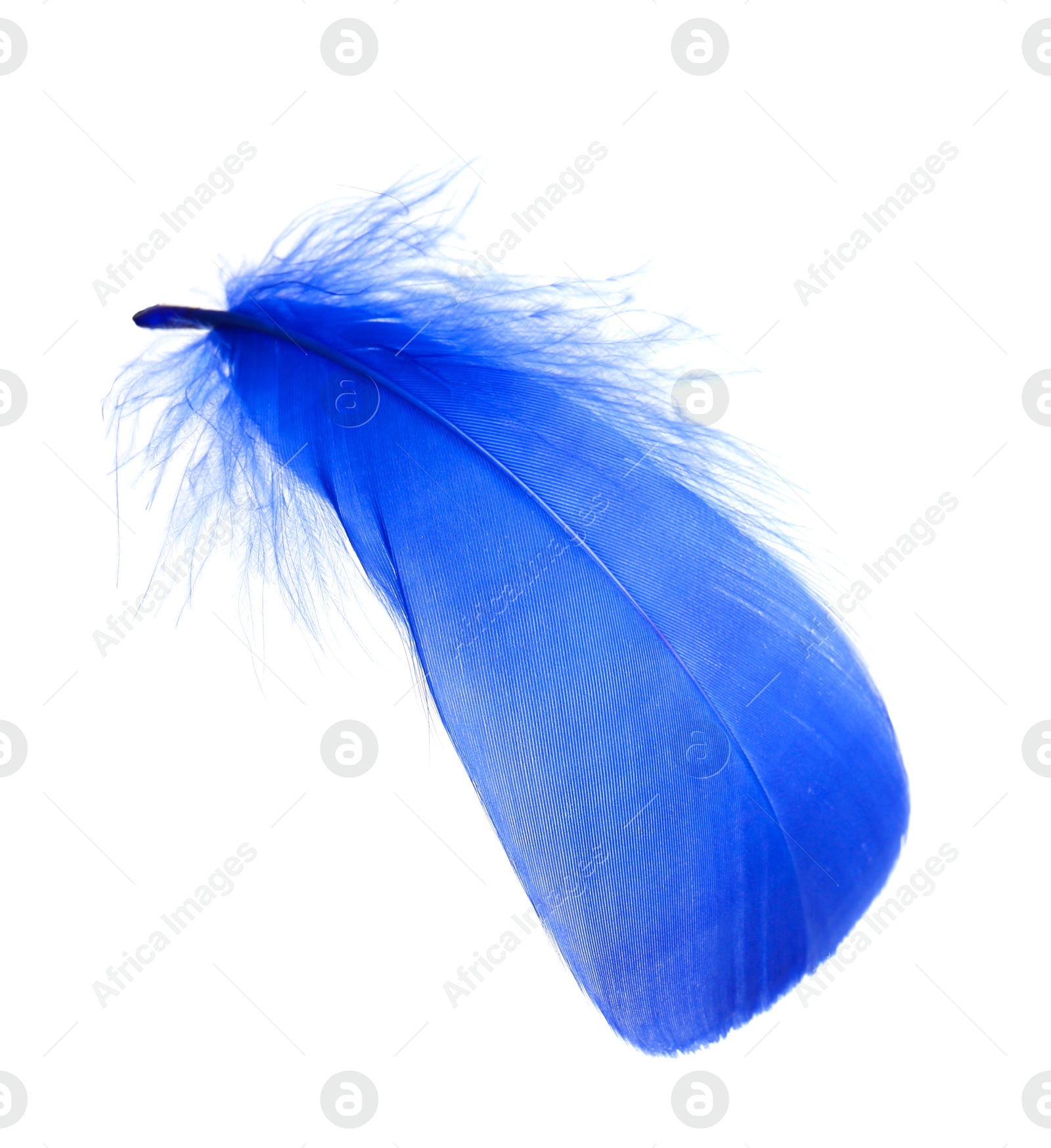 Photo of One fluffy blue feather isolated on white