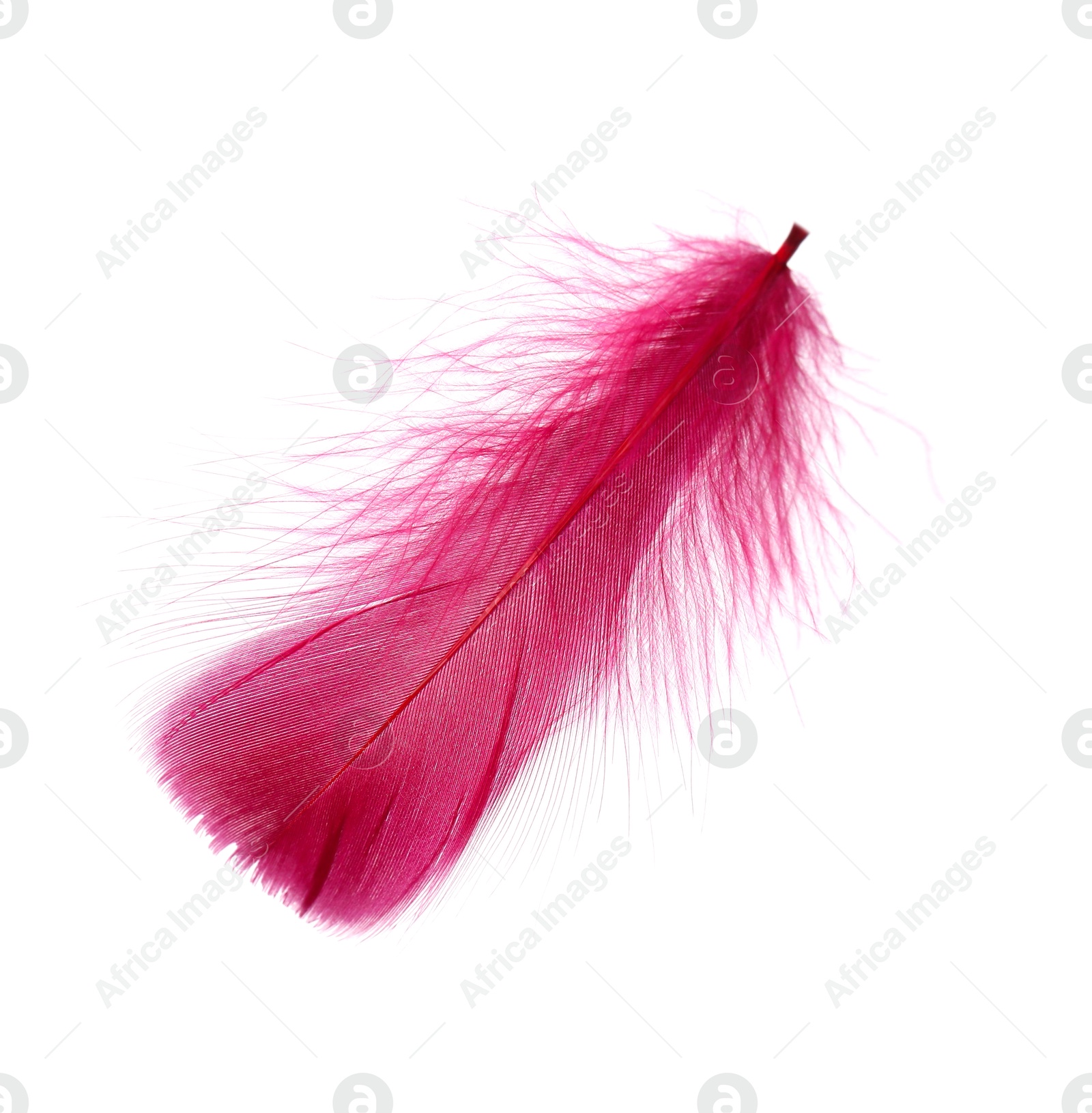 Photo of One fluffy pink feather isolated on white