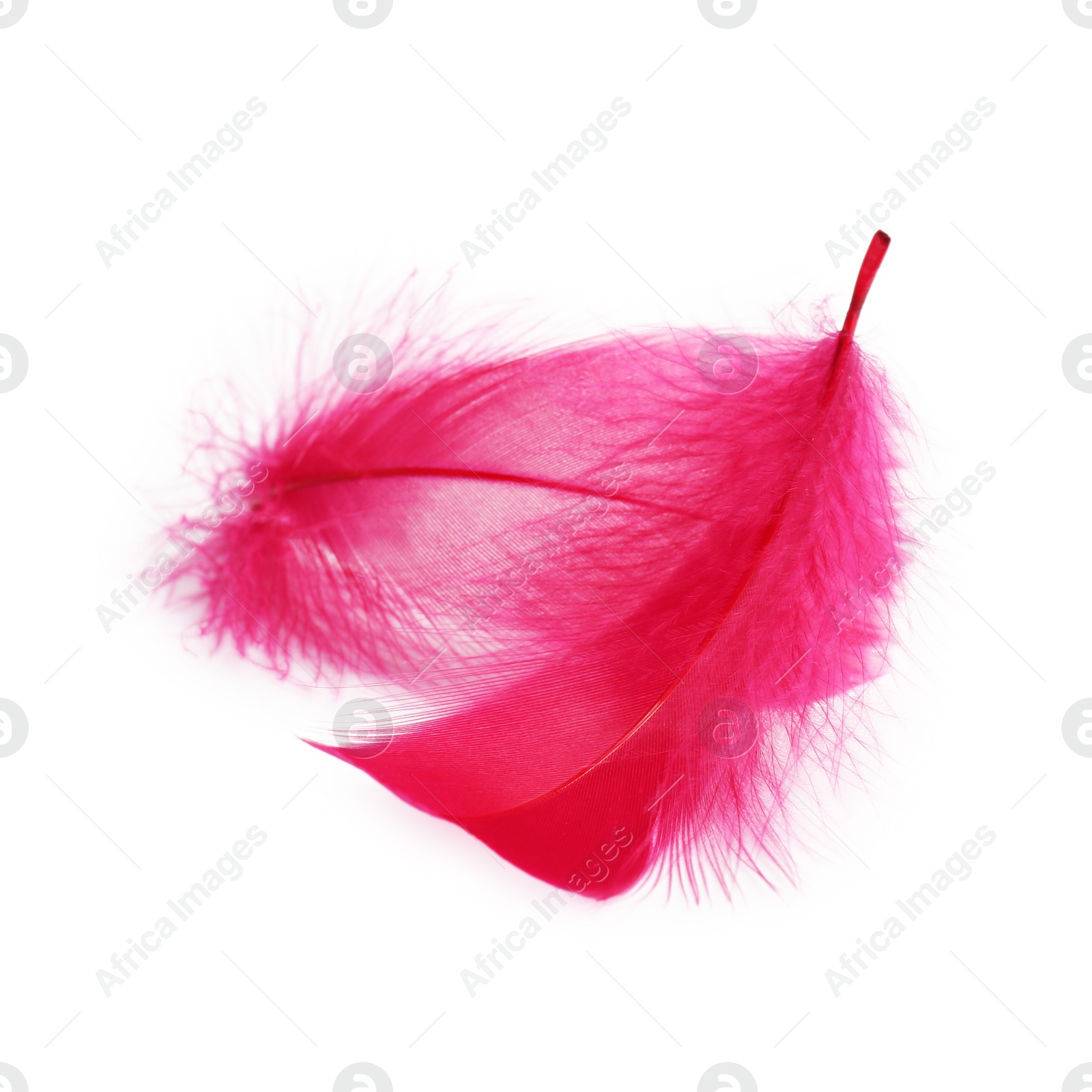 Photo of Two fluffy light feathers isolated on white