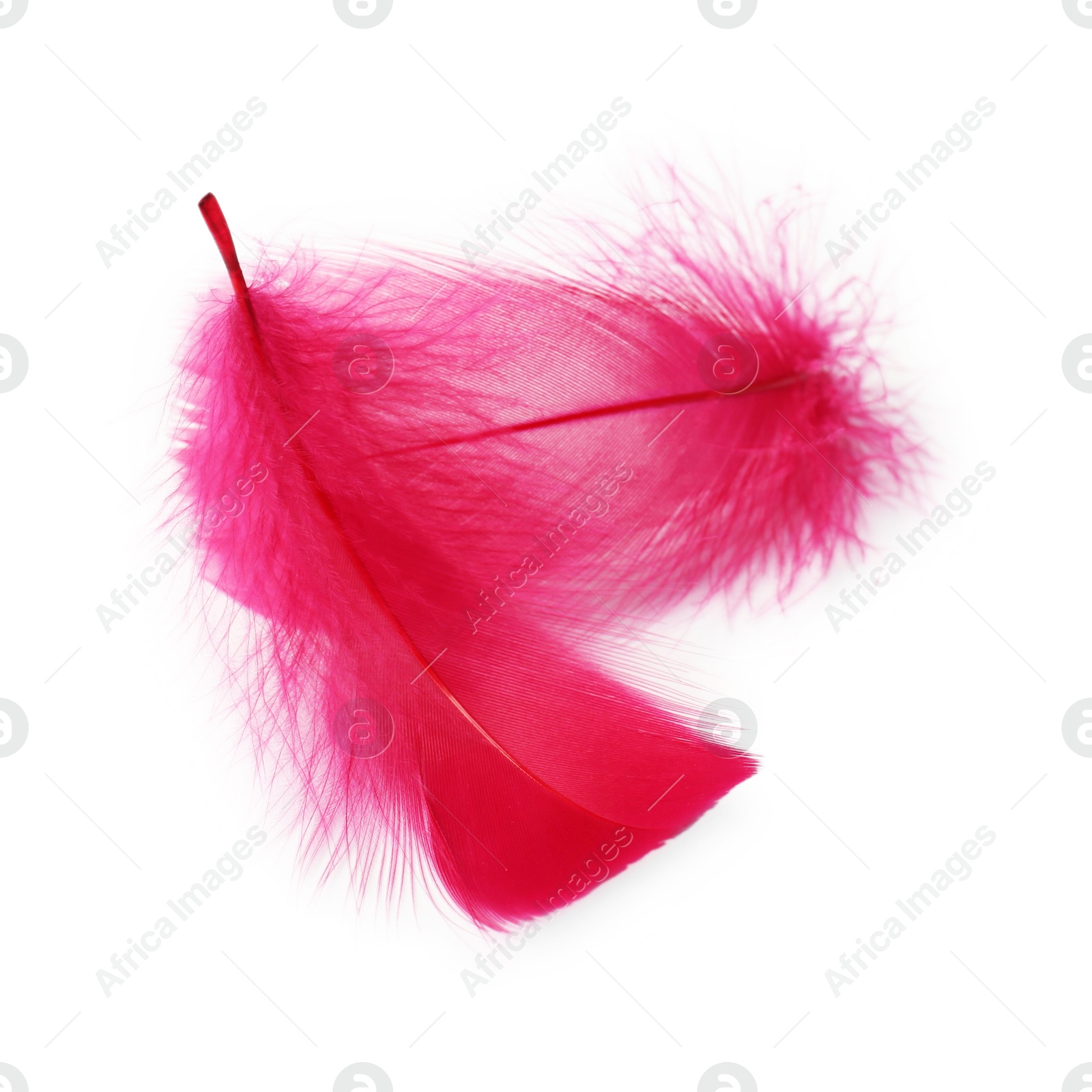 Photo of Two fluffy light feathers isolated on white