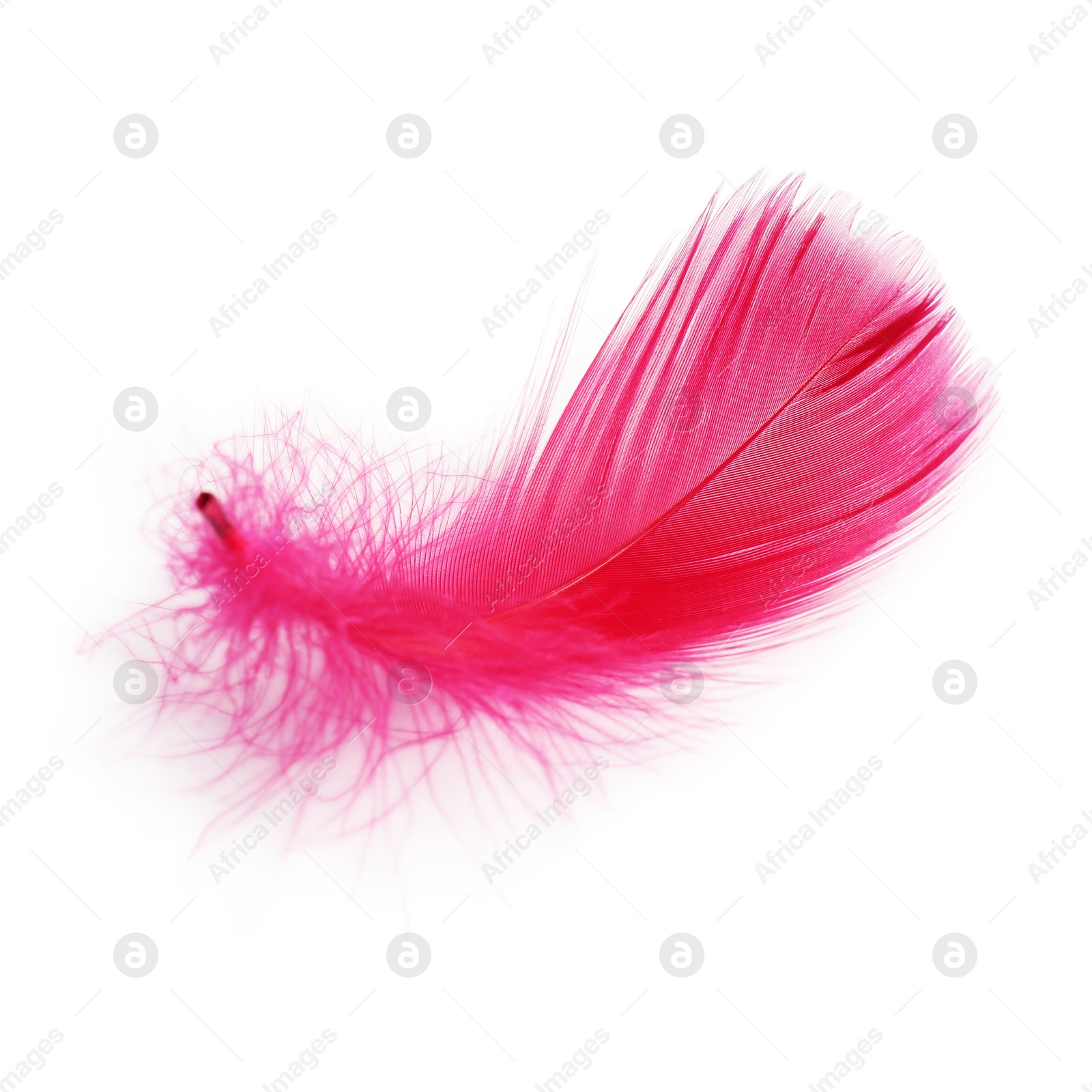 Photo of One fluffy light feather isolated on white