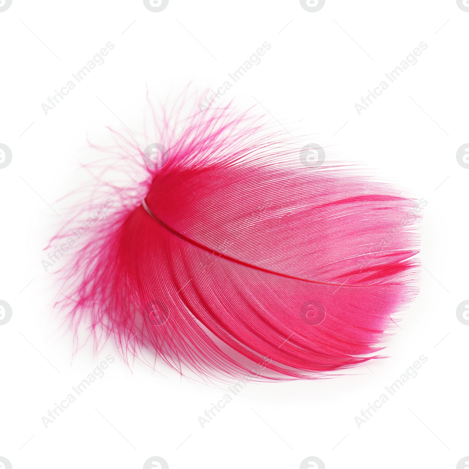 Photo of One fluffy light feather isolated on white