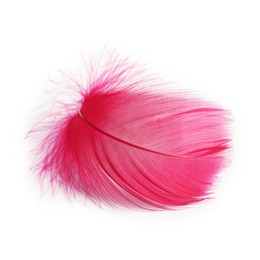 Photo of One fluffy light feather isolated on white