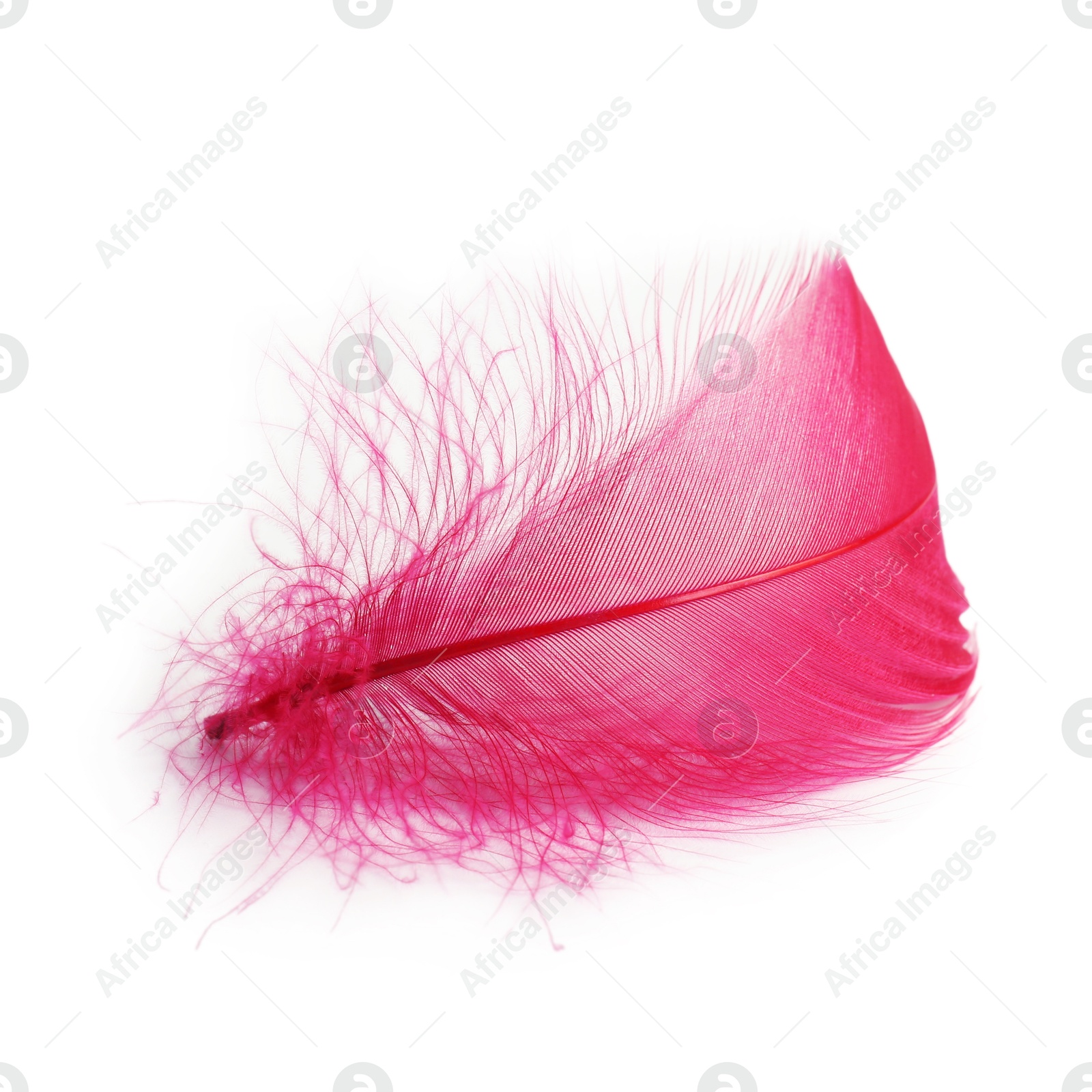 Photo of One fluffy light feather isolated on white