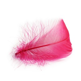 Photo of One fluffy light feather isolated on white