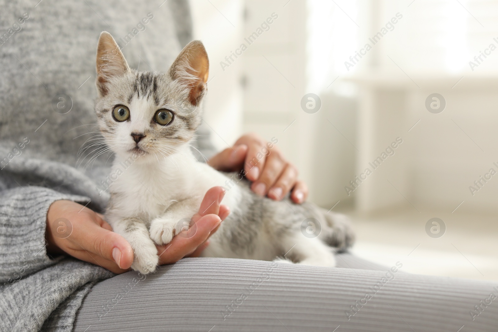 Photo of Woman with cute kitten at home, closeup