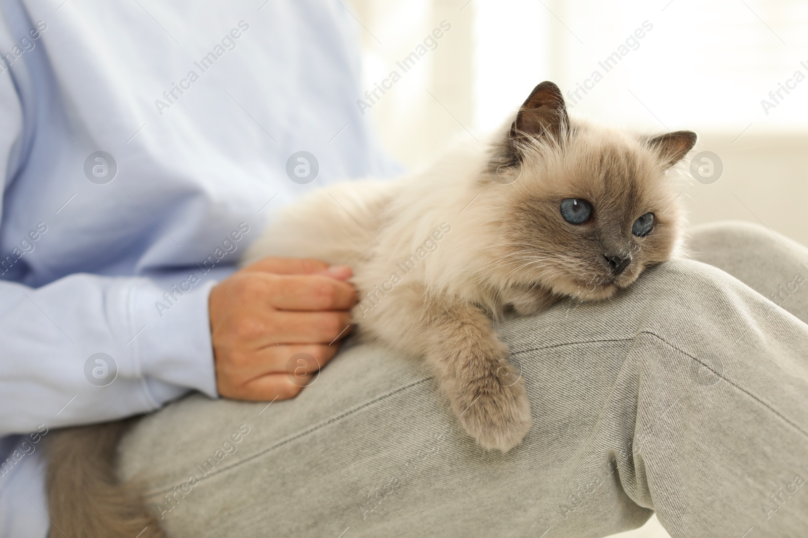 Photo of Woman with cute kitten at home, closeup