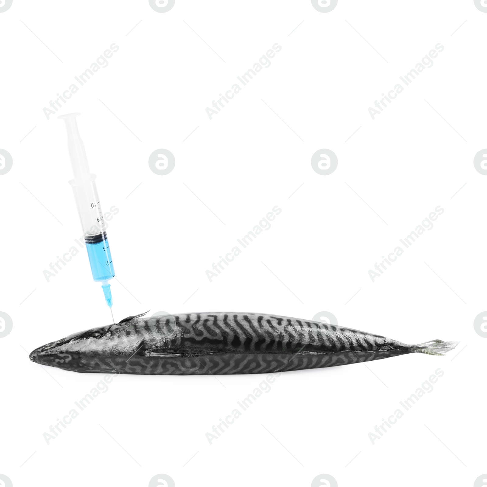 Photo of GMO concept. Makerel fish and syringe isolated on white