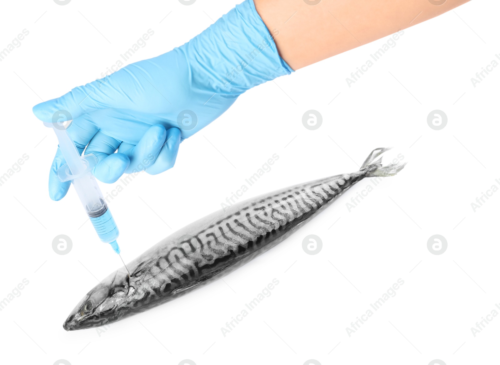 Photo of GMO concept. Scientist injecting something into fish on white background, closeup