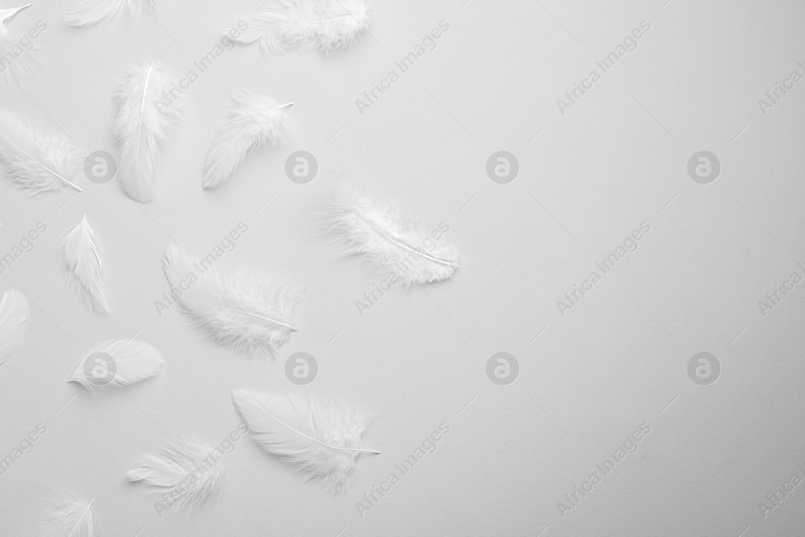 Photo of Beautiful fluffy feathers on light grey background, flat lay. Space for text