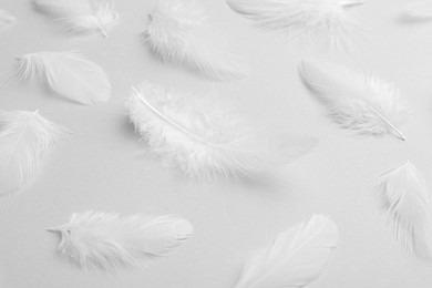 Photo of Beautiful fluffy feathers on light grey background, closeup