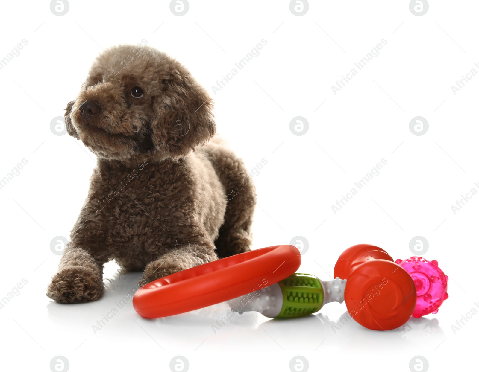 Photo of Cute dog with different toys on white background. Adorable pet