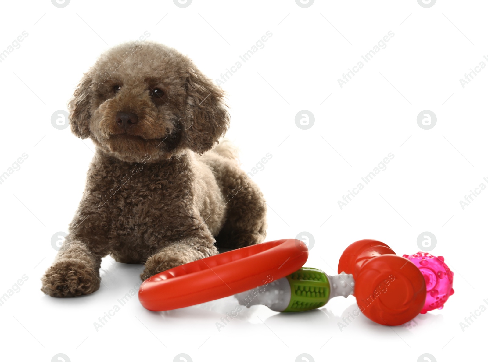 Photo of Cute dog with different toys on white background. Adorable pet