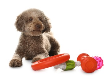 Photo of Cute dog with different toys on white background. Adorable pet