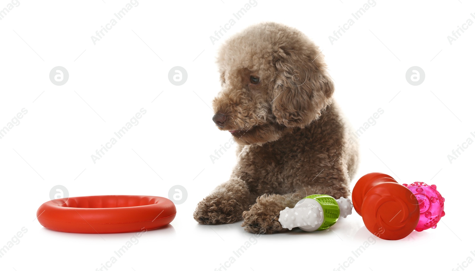 Photo of Cute dog with different toys on white background. Adorable pet