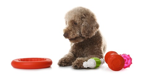 Photo of Cute dog with different toys on white background. Adorable pet