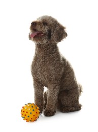 Photo of Cute dog with toy on white background. Adorable pet