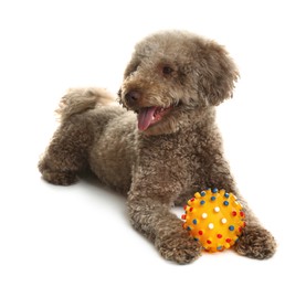 Photo of Cute dog with toy on white background. Adorable pet