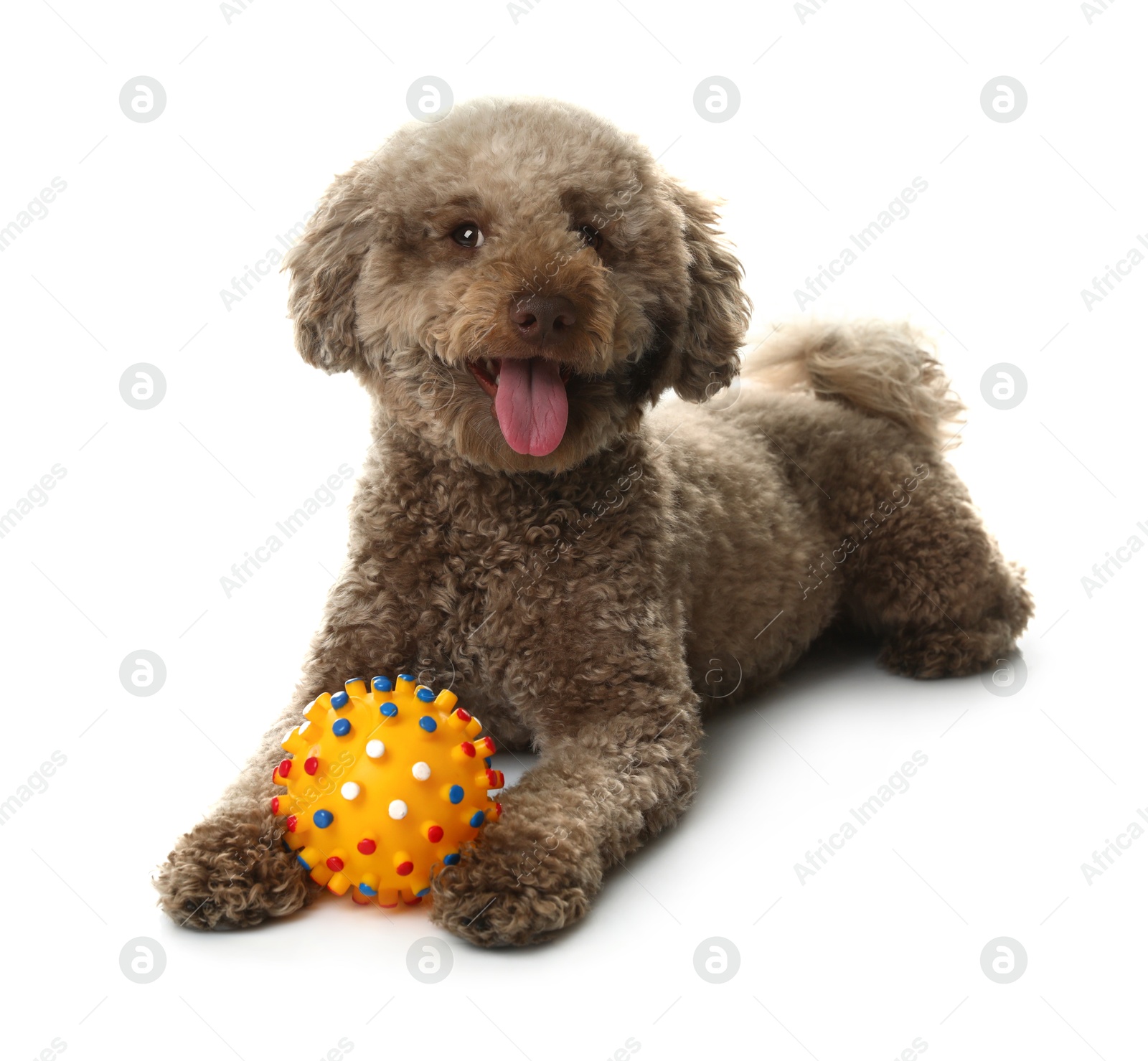 Photo of Cute dog with toy on white background. Adorable pet