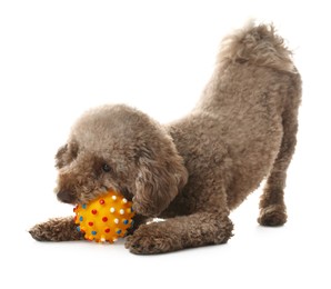 Photo of Cute dog playing with toy on white background. Adorable pet