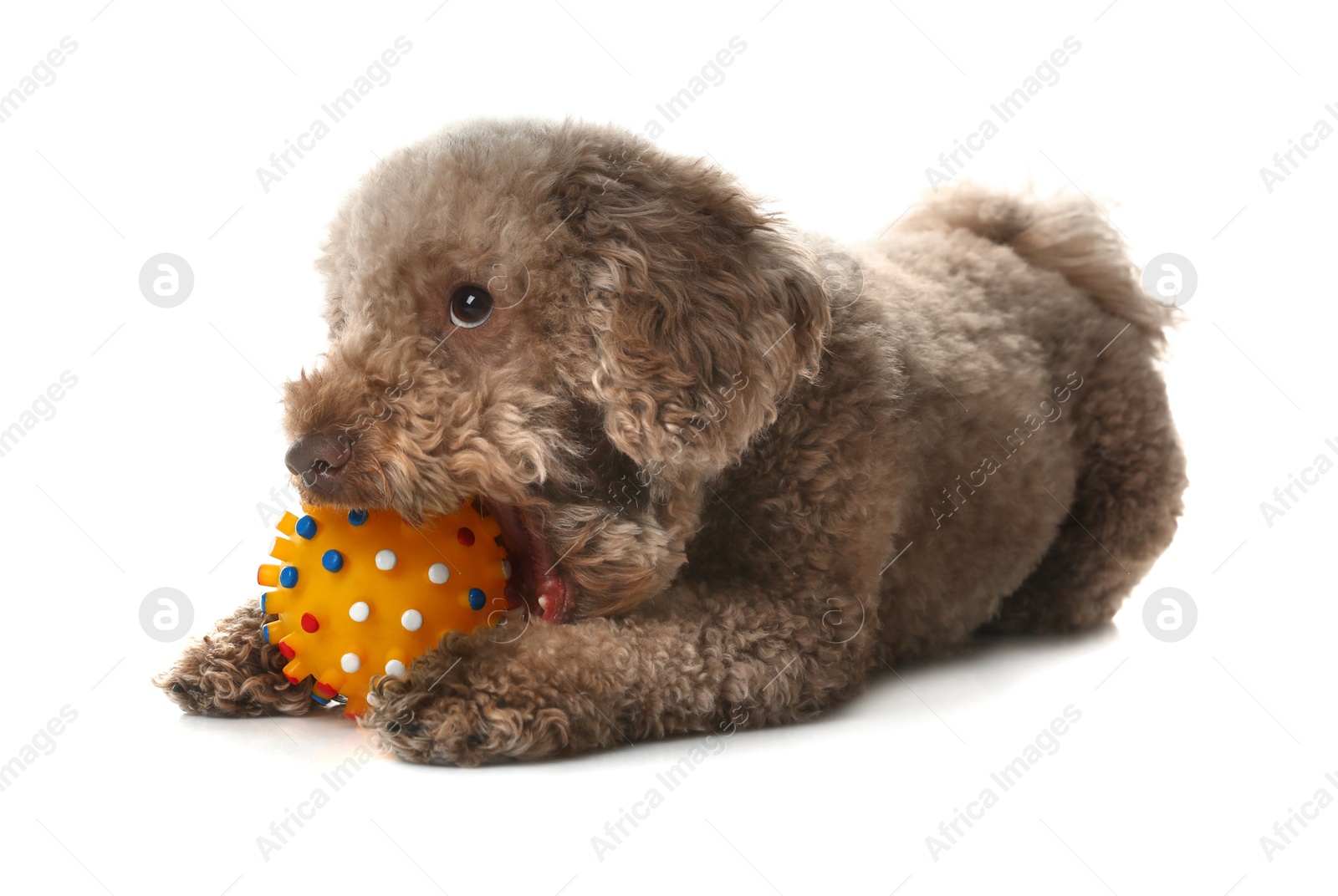 Photo of Cute dog playing with toy on white background. Adorable pet