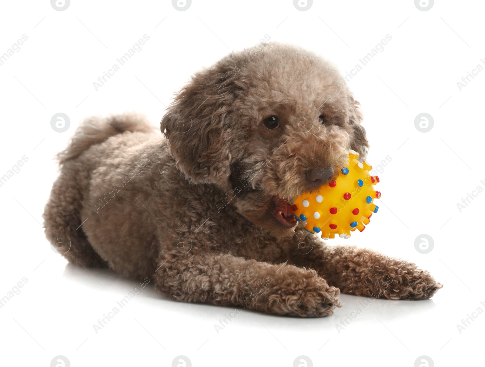 Photo of Cute dog with toy on white background. Adorable pet