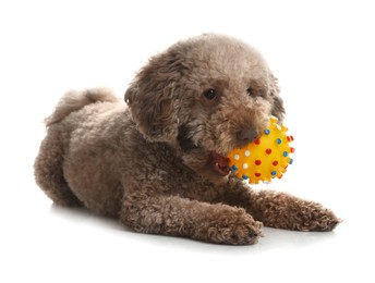 Photo of Cute dog with toy on white background. Adorable pet