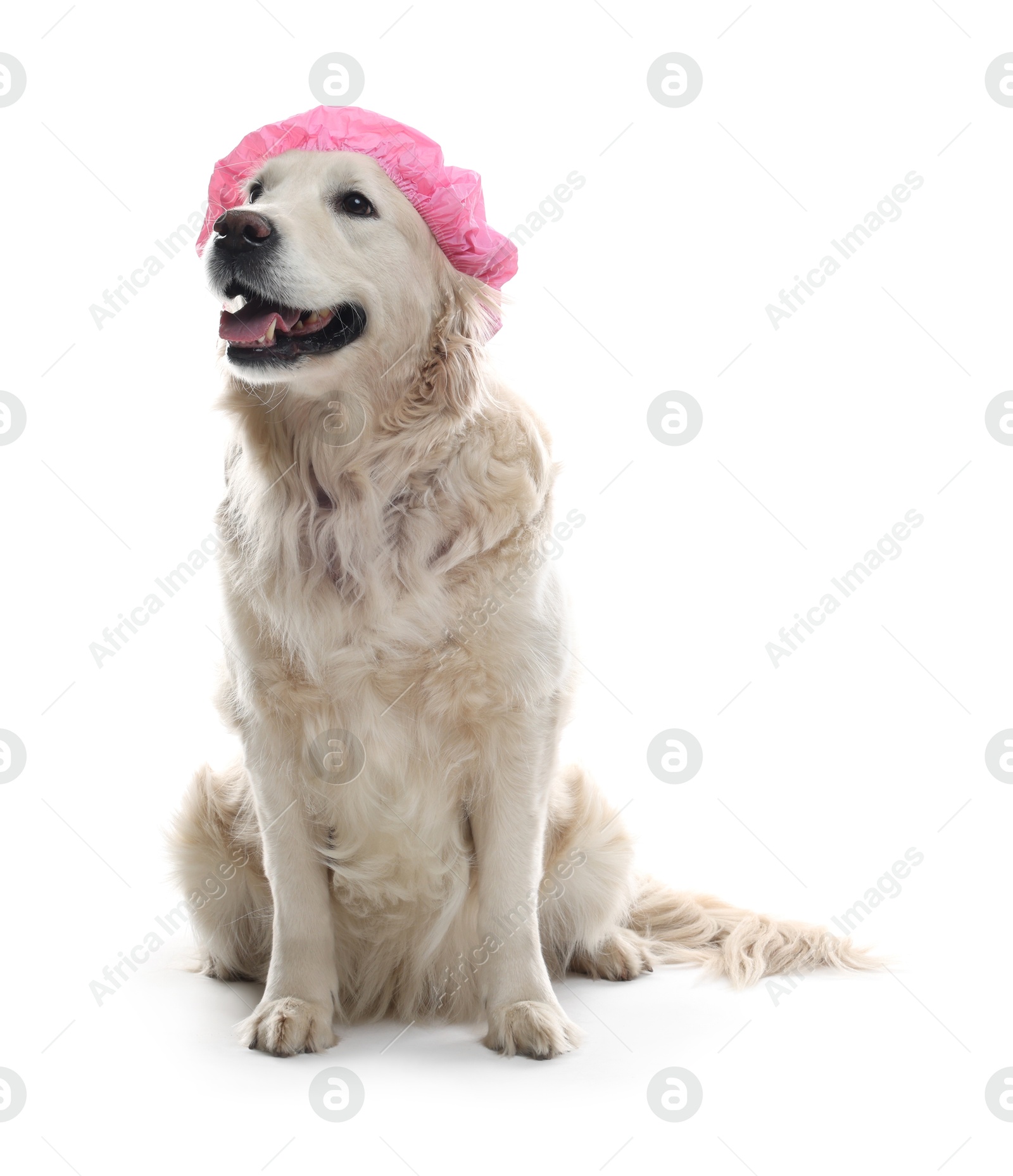 Photo of Cute dog in pink shower cap on white background