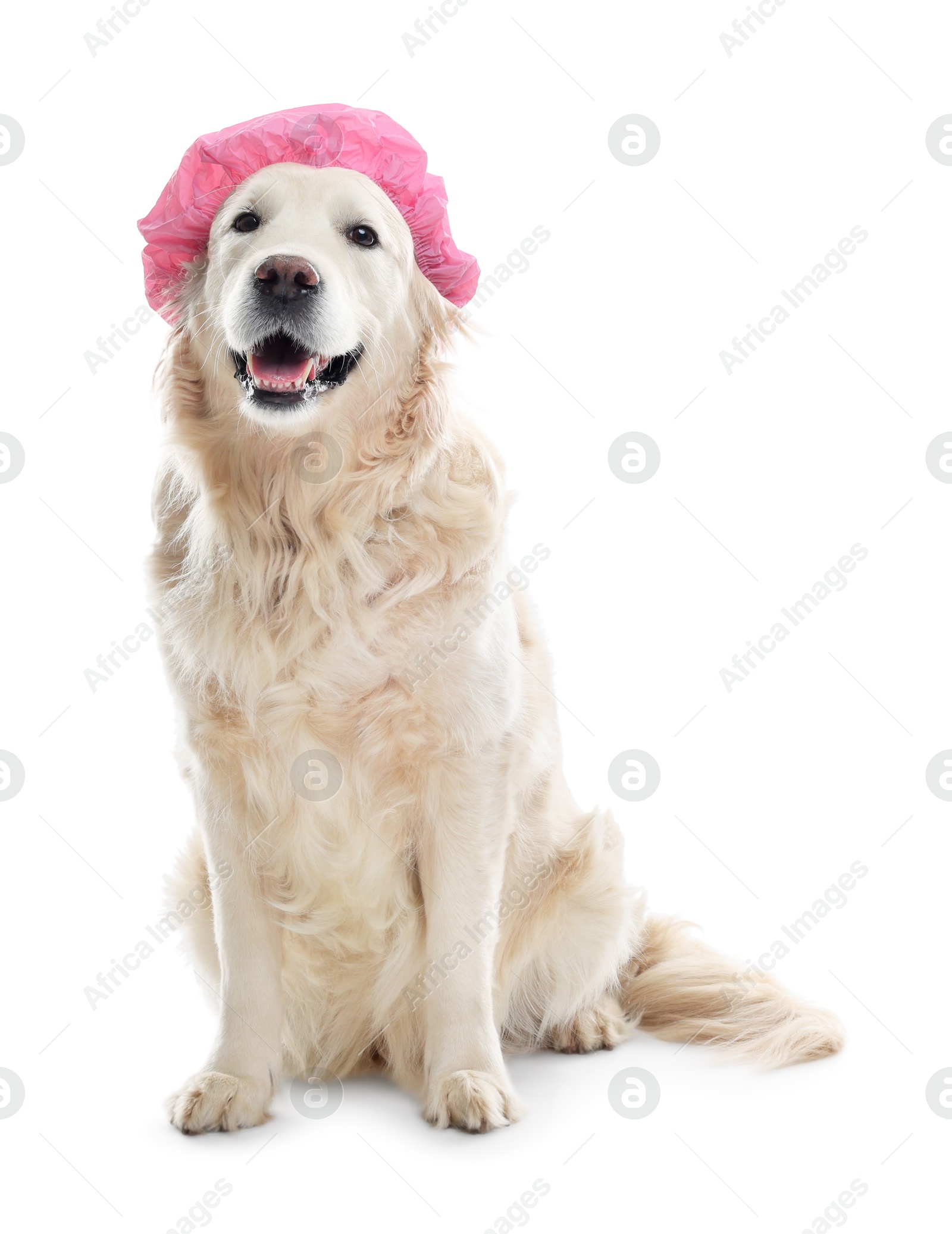 Photo of Cute dog in pink shower cap on white background