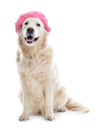 Photo of Cute dog in pink shower cap on white background