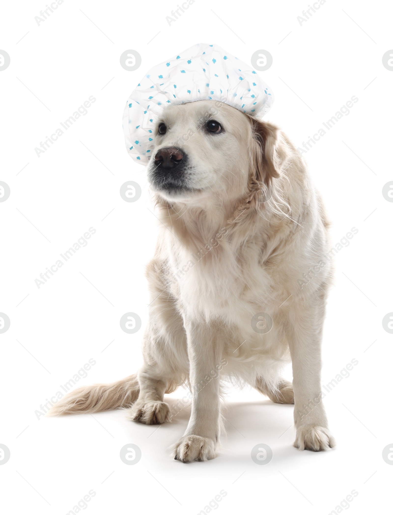 Photo of Cute funny dog in shower cap on white background