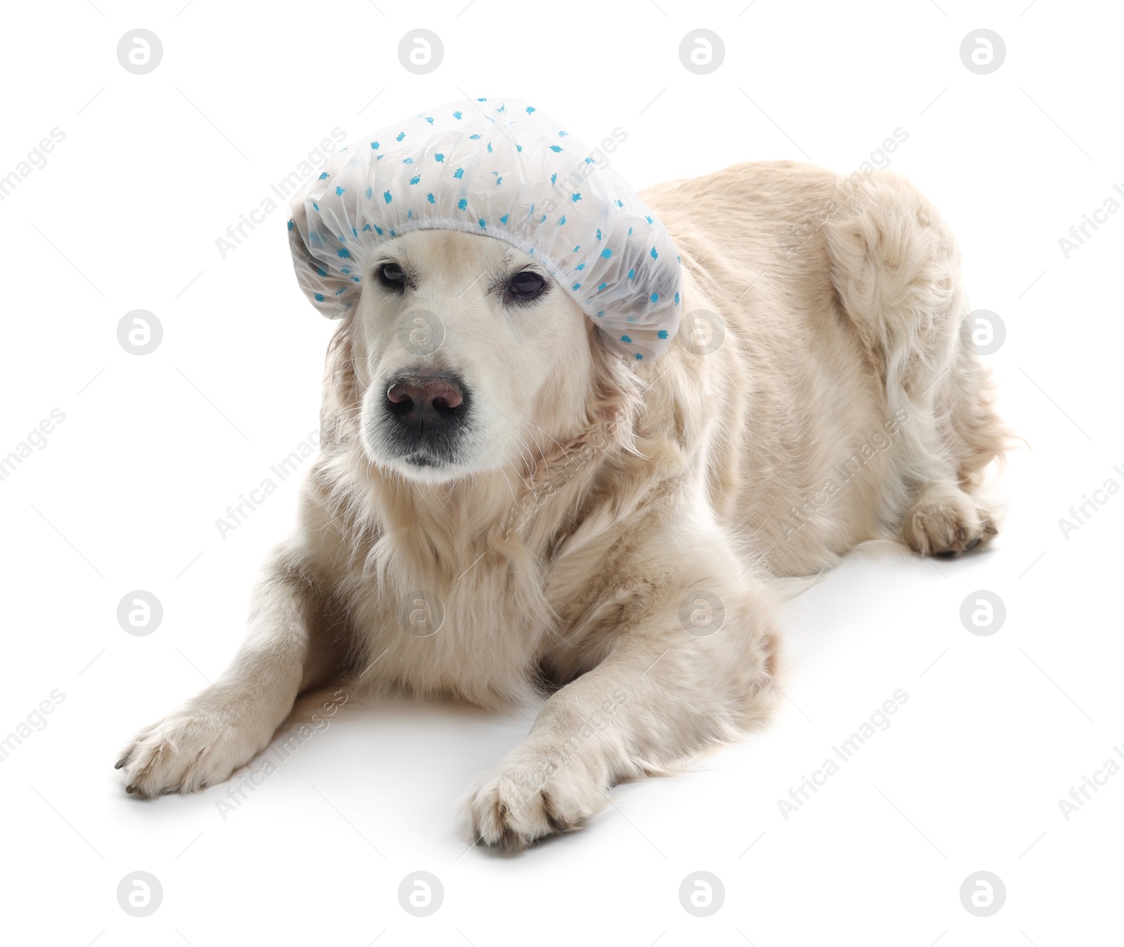 Photo of Cute funny dog in shower cap on white background