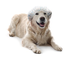 Photo of Cute funny dog in shower cap on white background